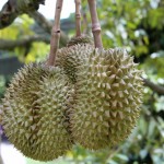 Durian